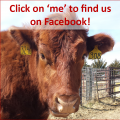 husker beef lab facebook icon